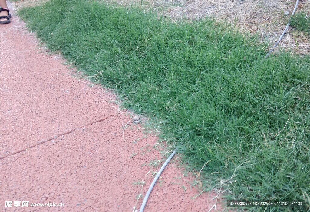 路边翠绿草丛
