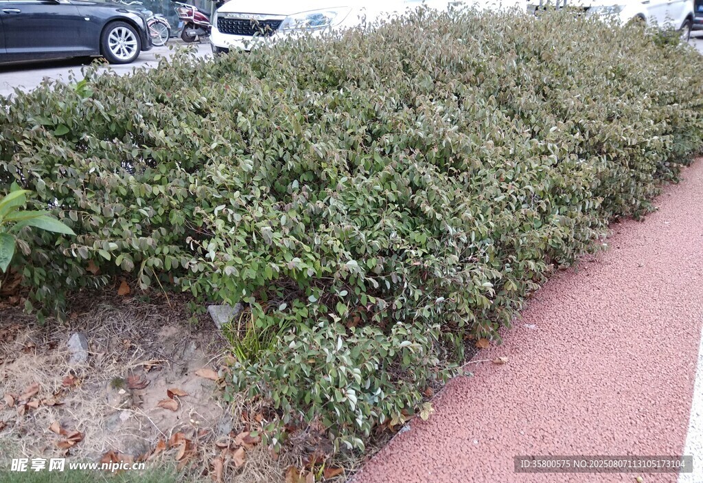 路边绿植景观