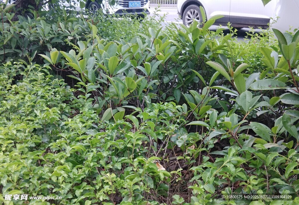 户外绿植景观