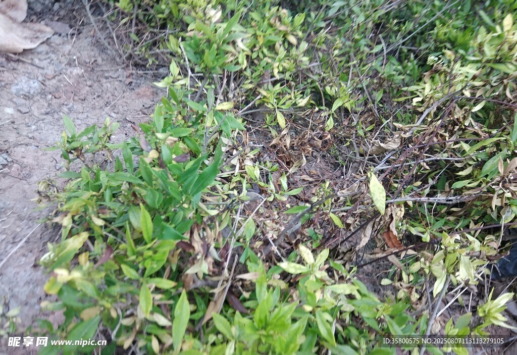 野外丛生的绿色植物