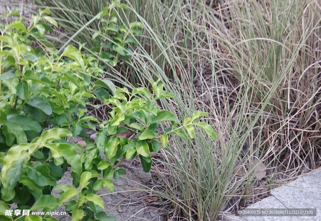路边绿植景观