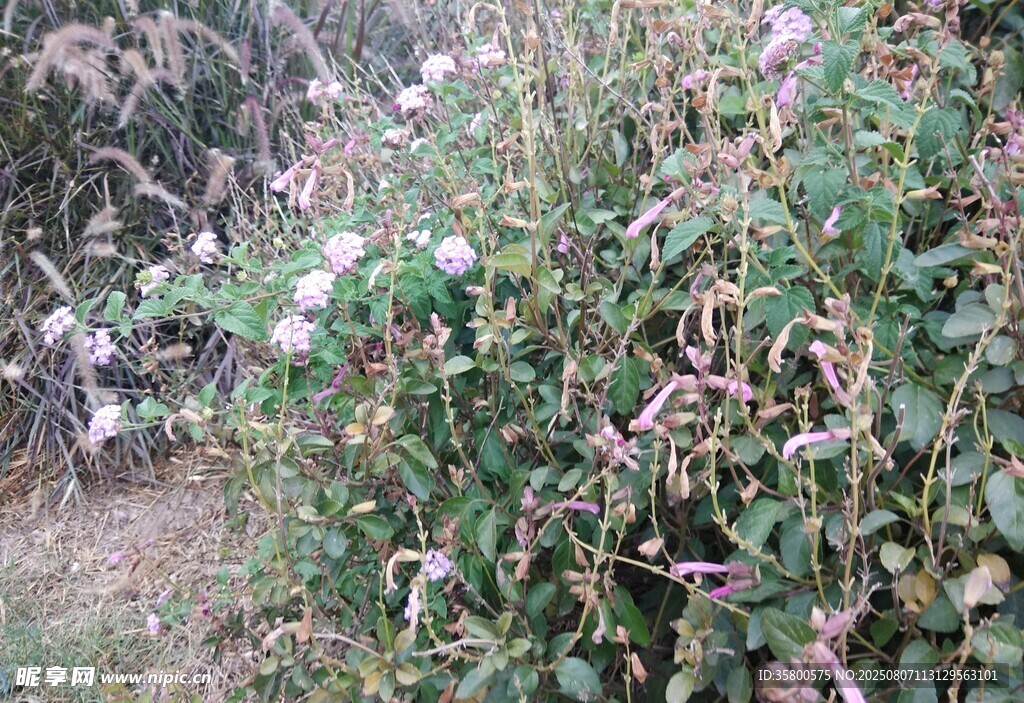 野外绽放的多彩花卉植物