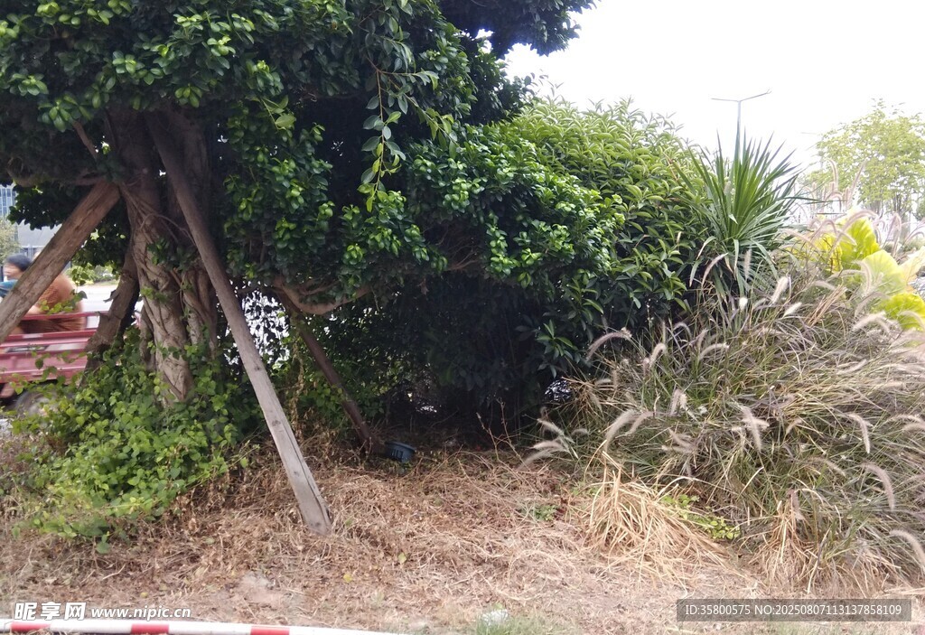 倾斜树木与杂乱植被景观