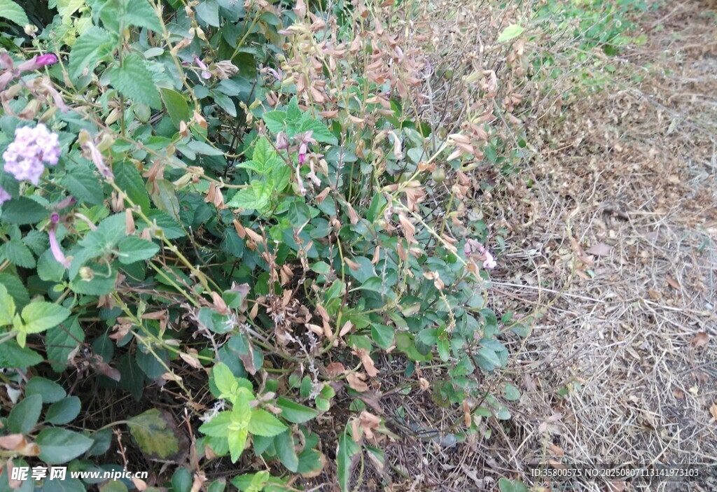 野外绿植与荒芜地面景象