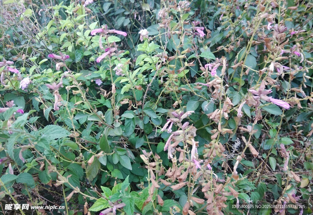 繁茂绿植景观