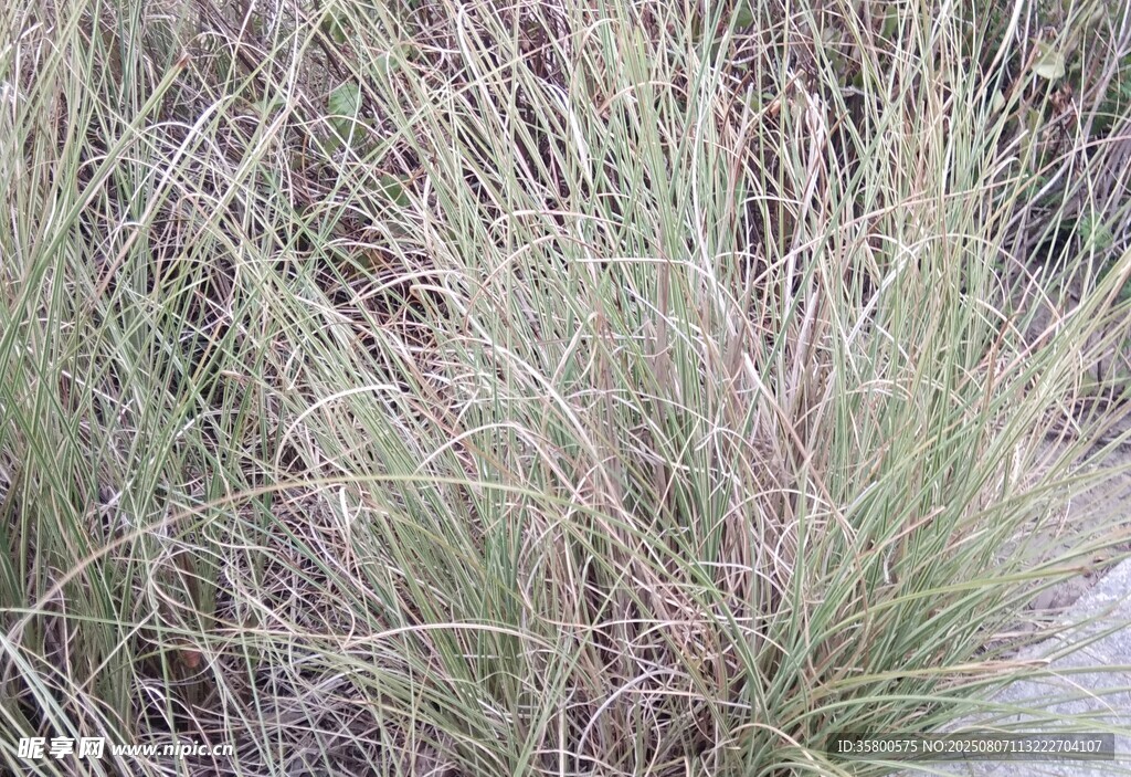 野外丛生的绿色草类植物