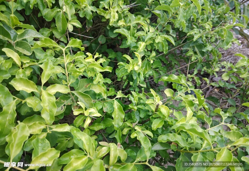 翠绿繁茂的植物景观