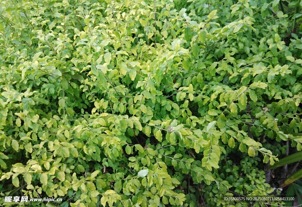 翠绿繁茂的灌木丛