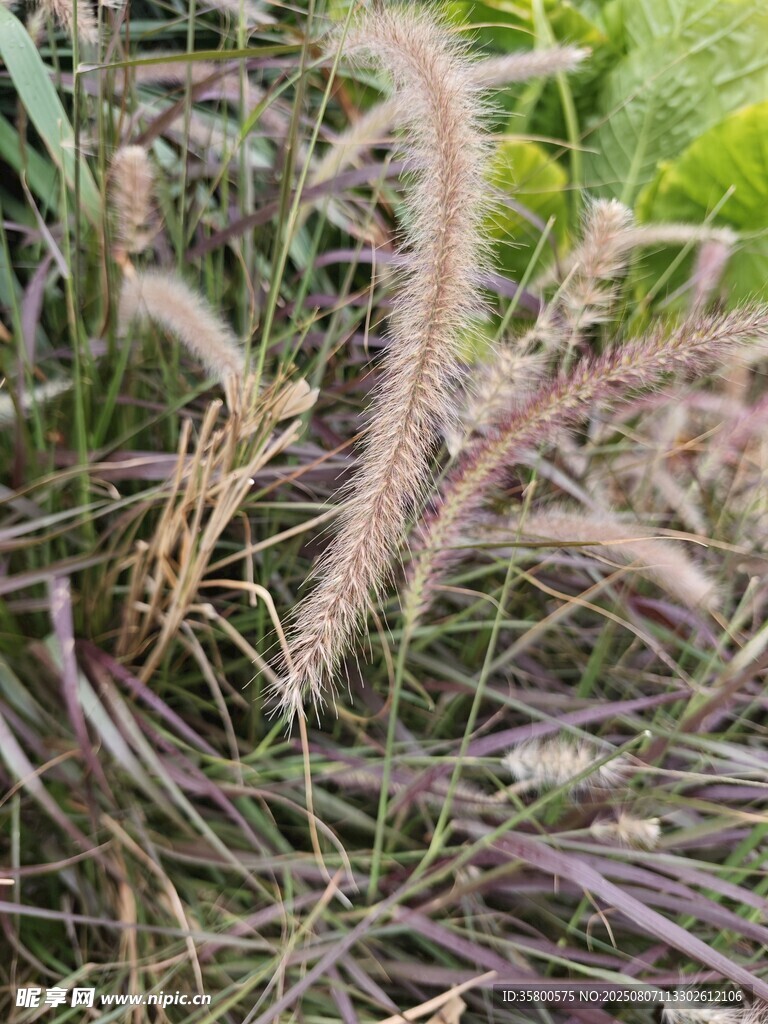 狗尾巴草特写