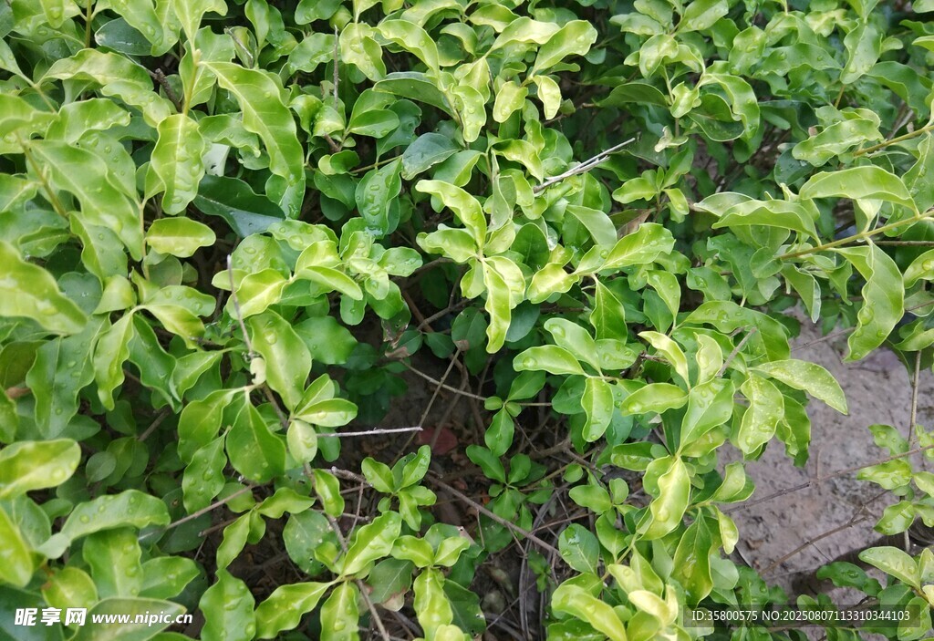 翠绿繁茂的植物叶片