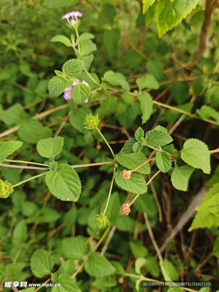 绿叶间的小花