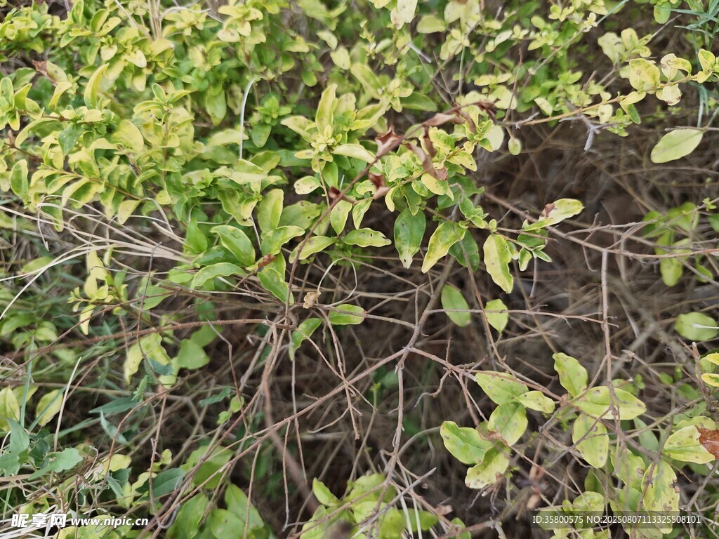 绿叶繁茂的植物景观