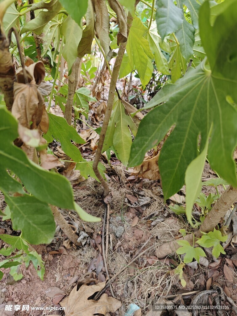 地面绿植与枯叶景象