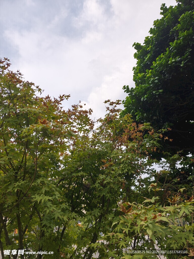 绿树蓝天