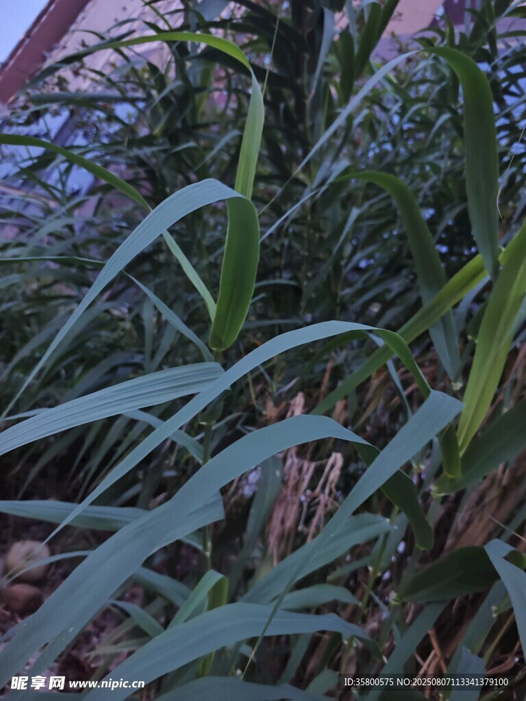 翠绿修长的植物叶片特写