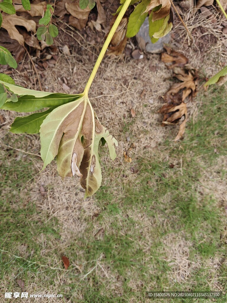 枯萎植物叶片特写