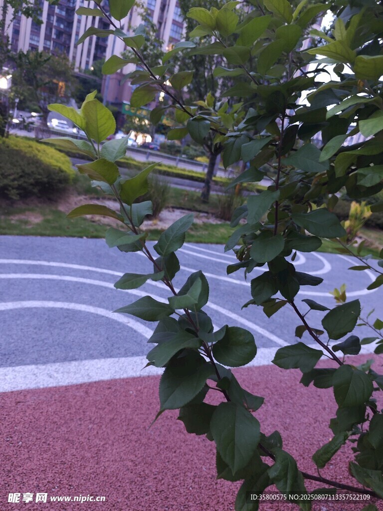 近景枝叶与远景篮球场
