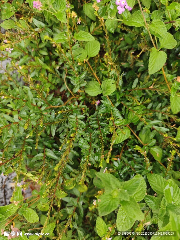 繁茂绿植特写