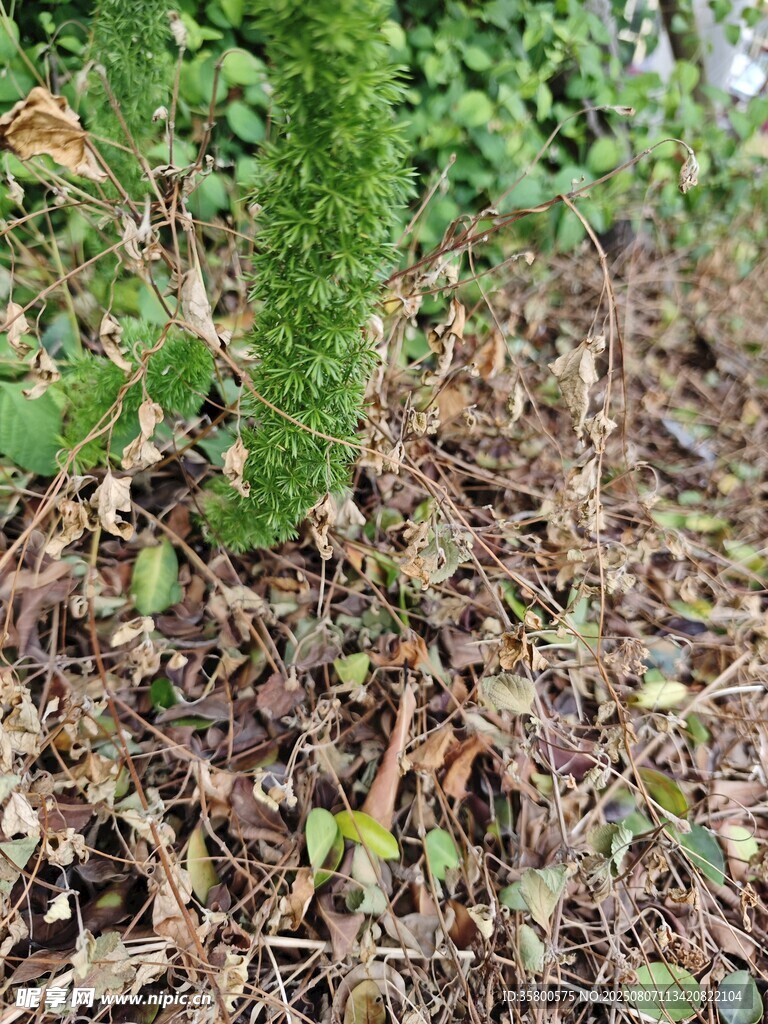 地面绿植与枯叶景象