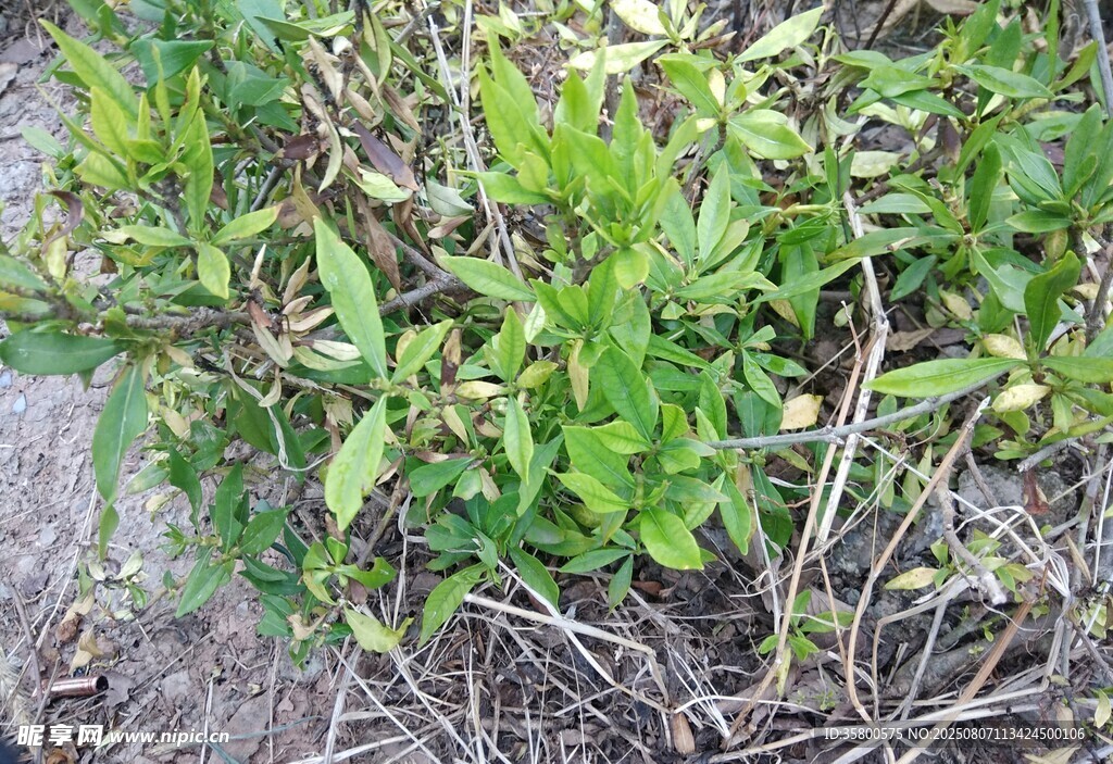 绿叶繁茂的地面植物
