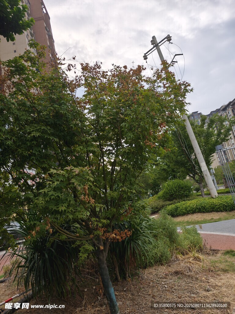 庭院中的繁茂绿植