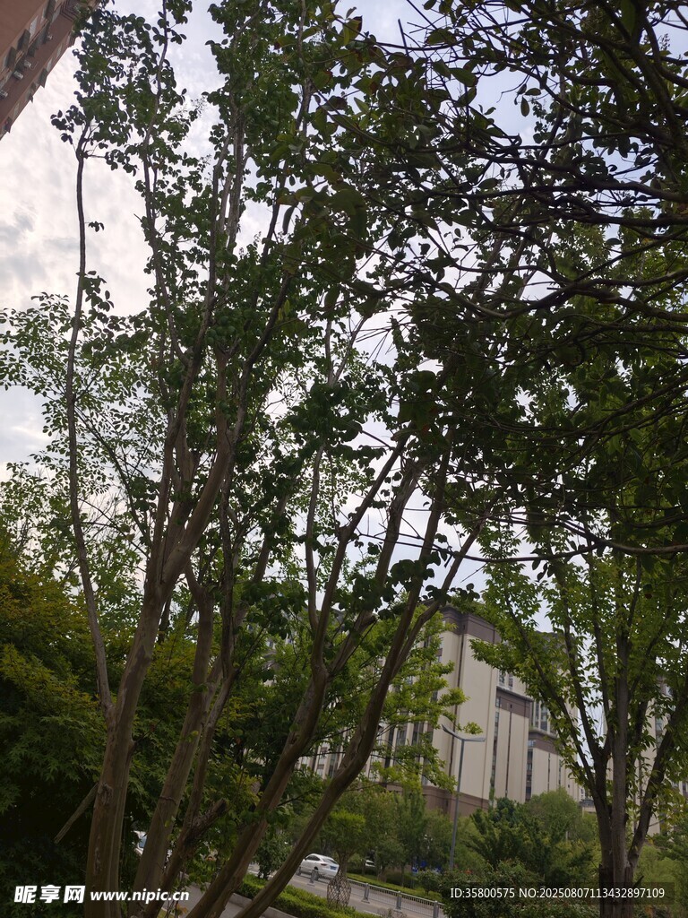 户外绿树景观