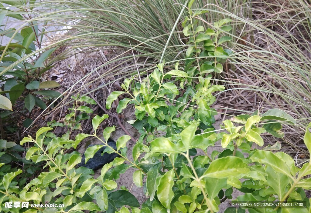 绿叶丛生的植物景观