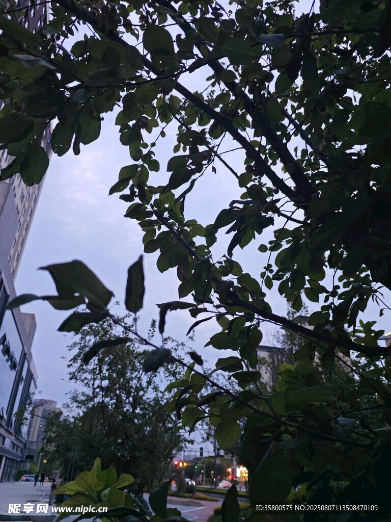 枝叶间的天空景致