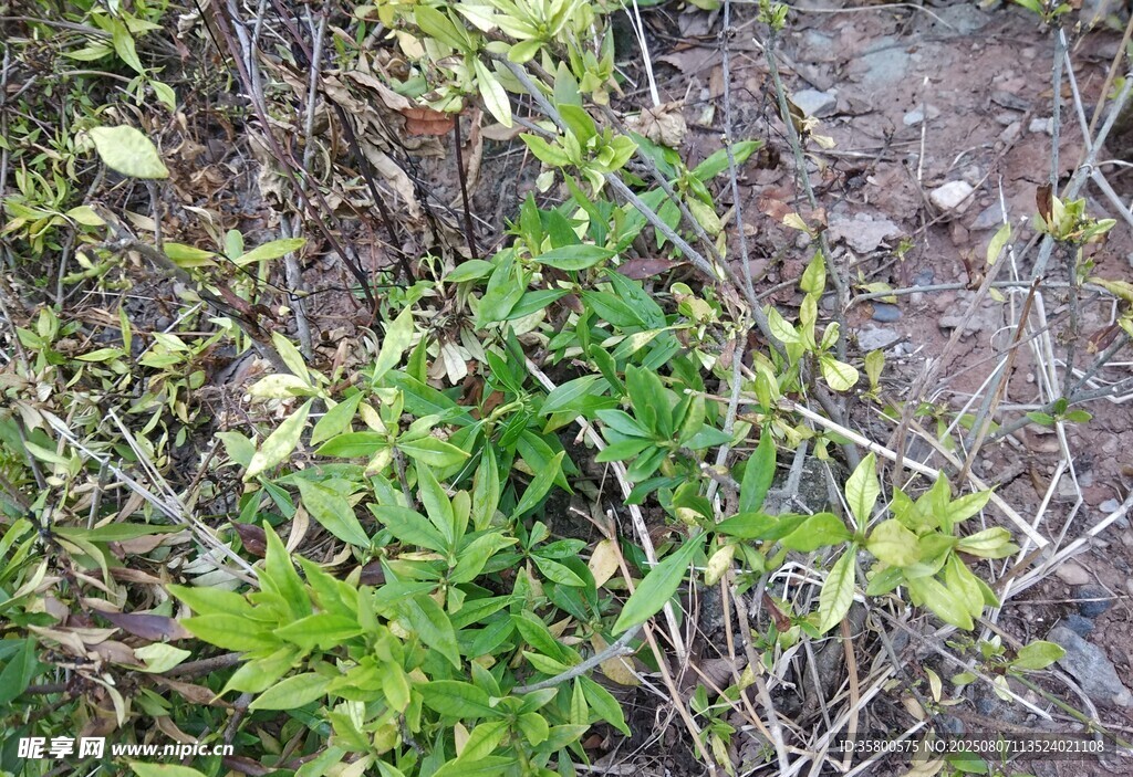 野外生长的绿色植物