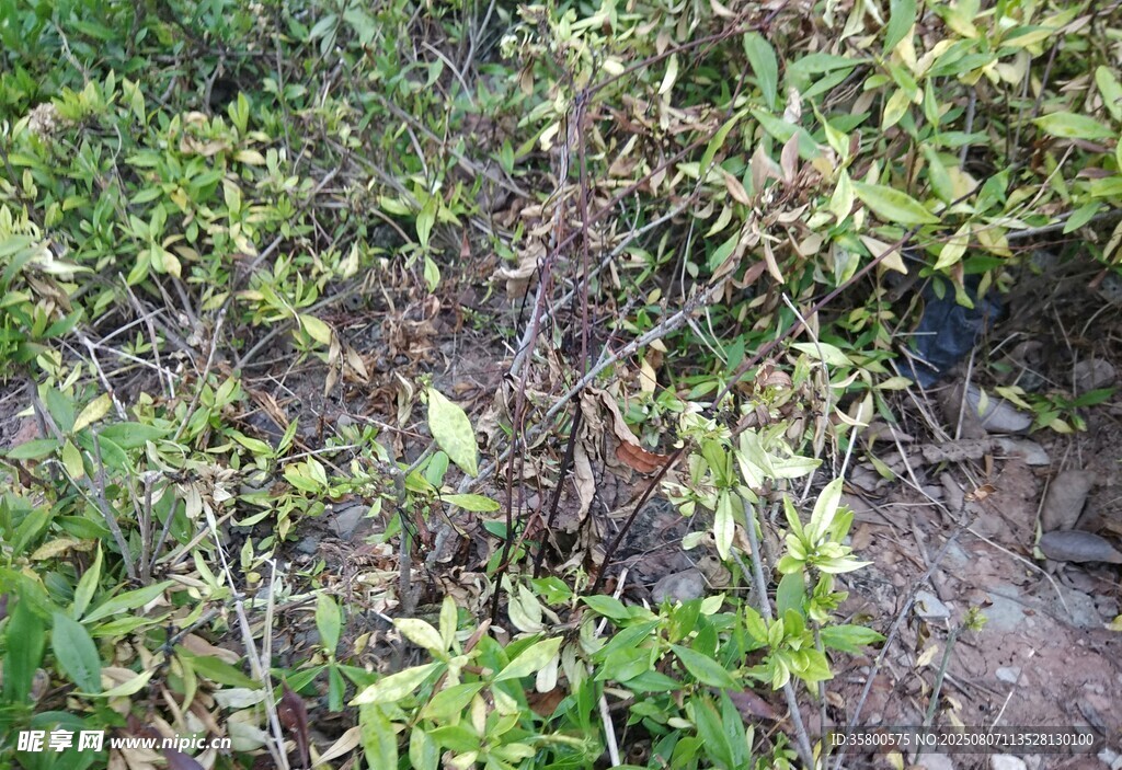 地面绿植景观