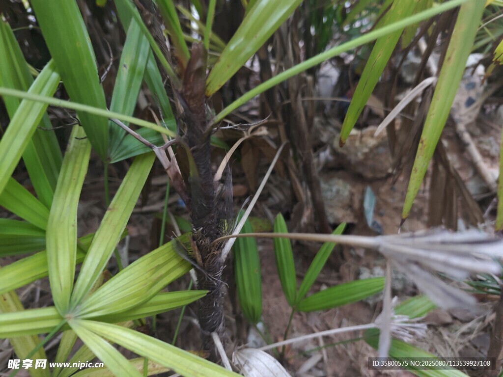 翠绿繁茂的热带植物景观