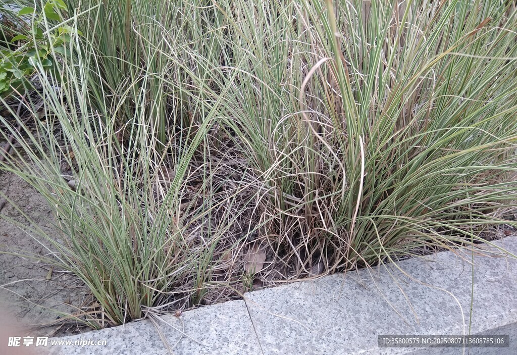 路边的丛生野草