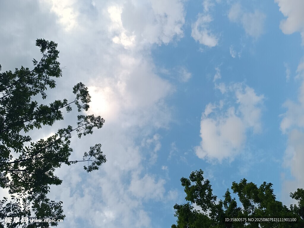 蓝天白云下的树梢景致