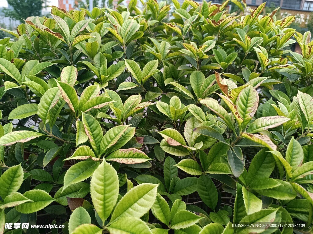 翠绿斑斓的多彩叶片植物