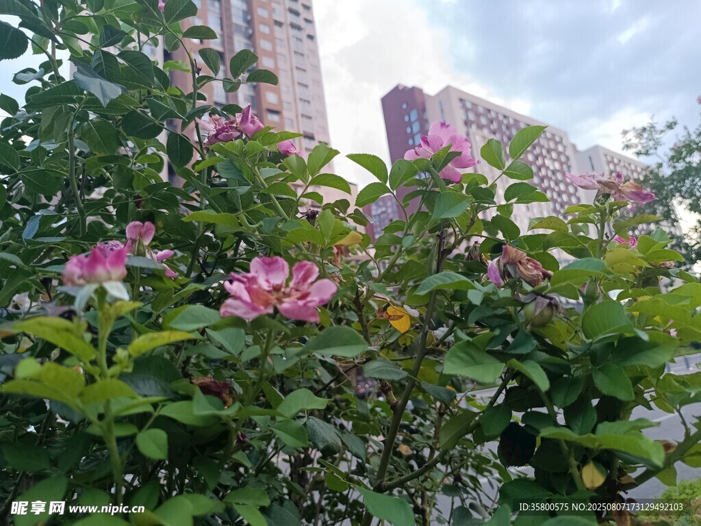 城市中绽放的娇艳花卉