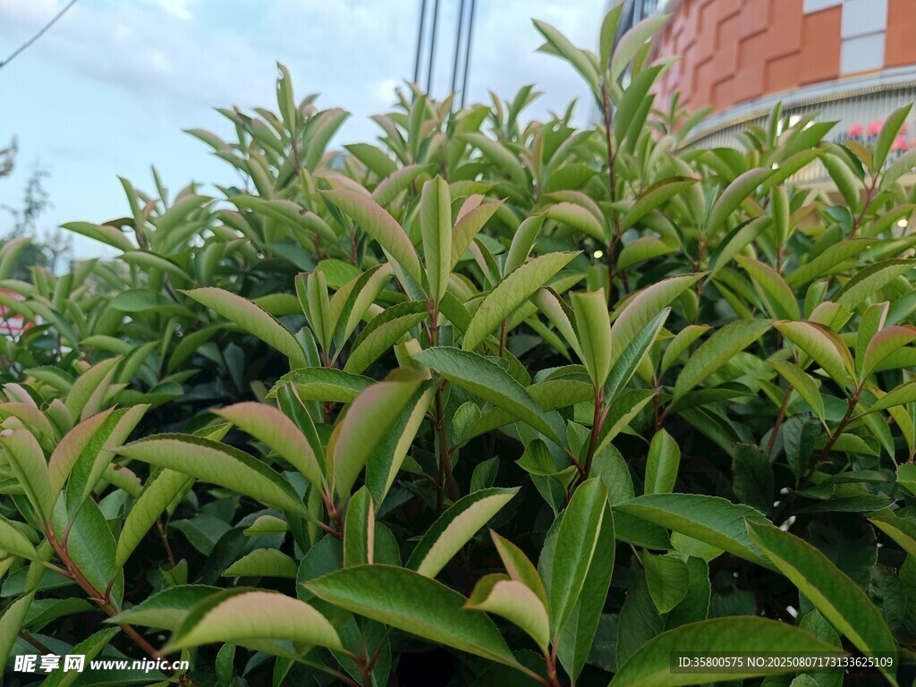 绿叶植物景观