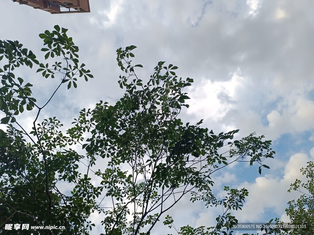 树梢间的蓝天白云