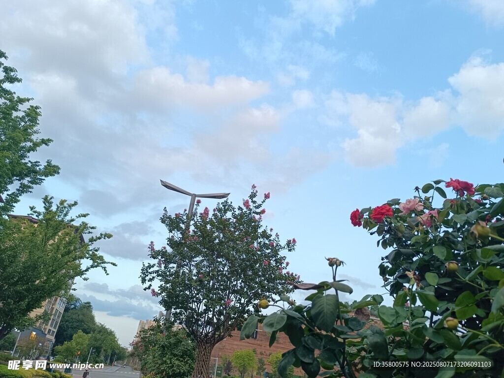 蓝天绿树间的烂漫景致
