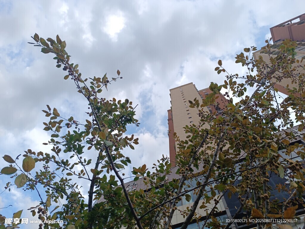 城市中树木与高楼的景致