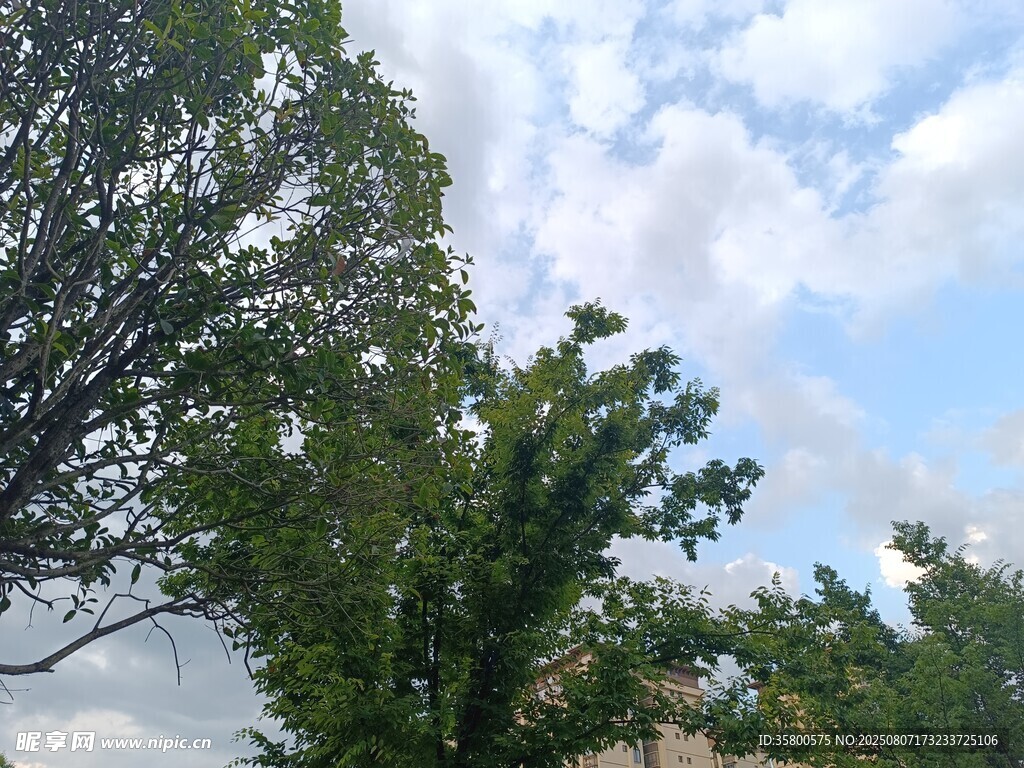 蓝天白云下的繁茂绿树