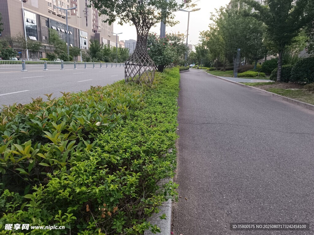 城市道路旁的绿植景观