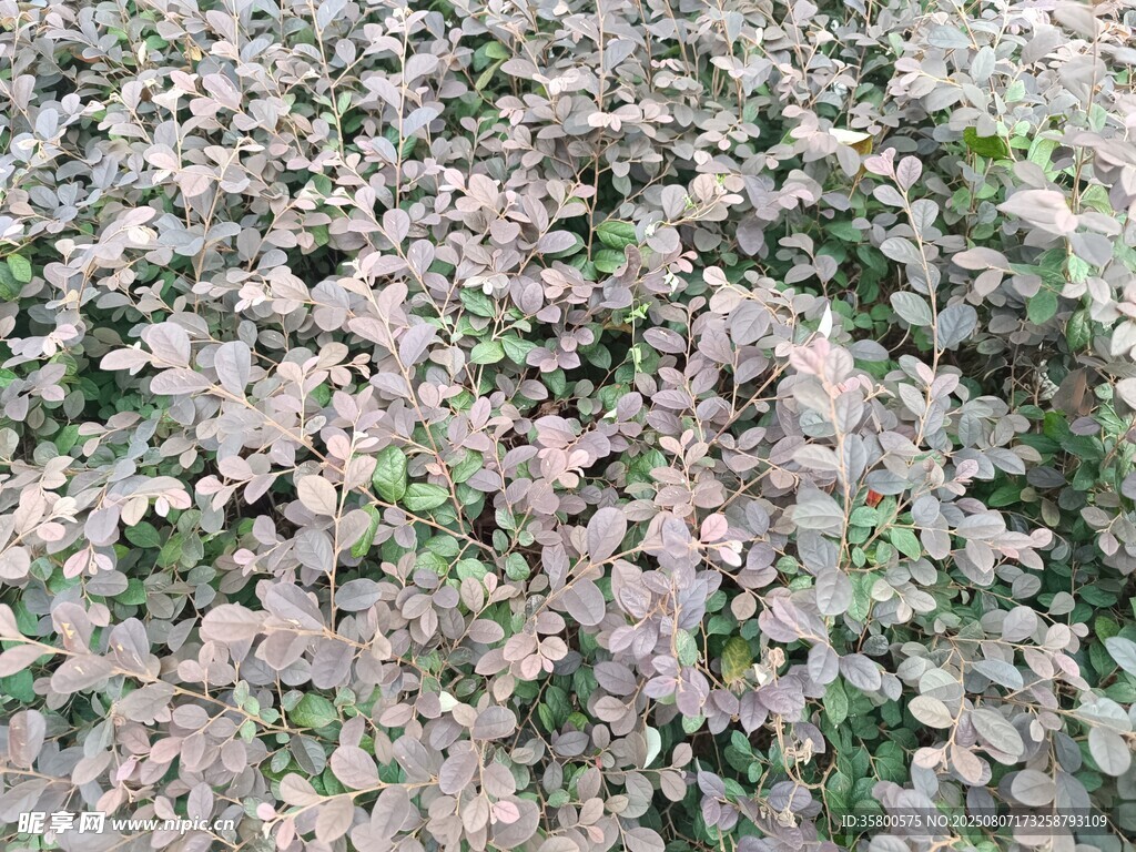 粉绿叶植物景观