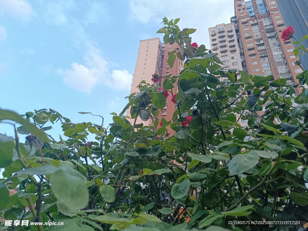 绿叶掩映下的城市高楼