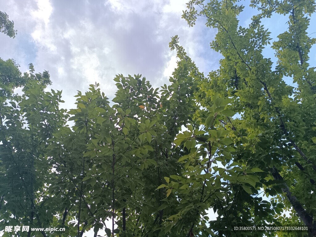 绿树蓝天夏日清新景象