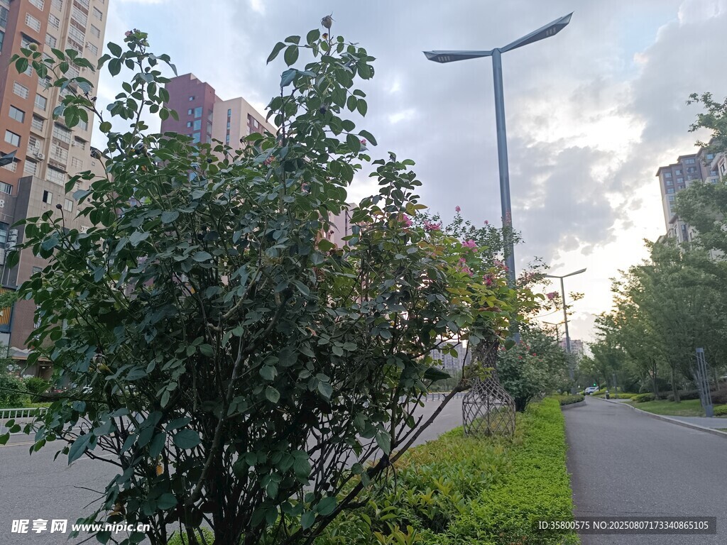 城市道路旁的绿植与路灯