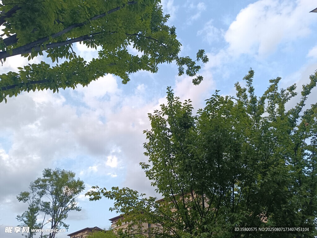 绿树蓝天间的清新景致