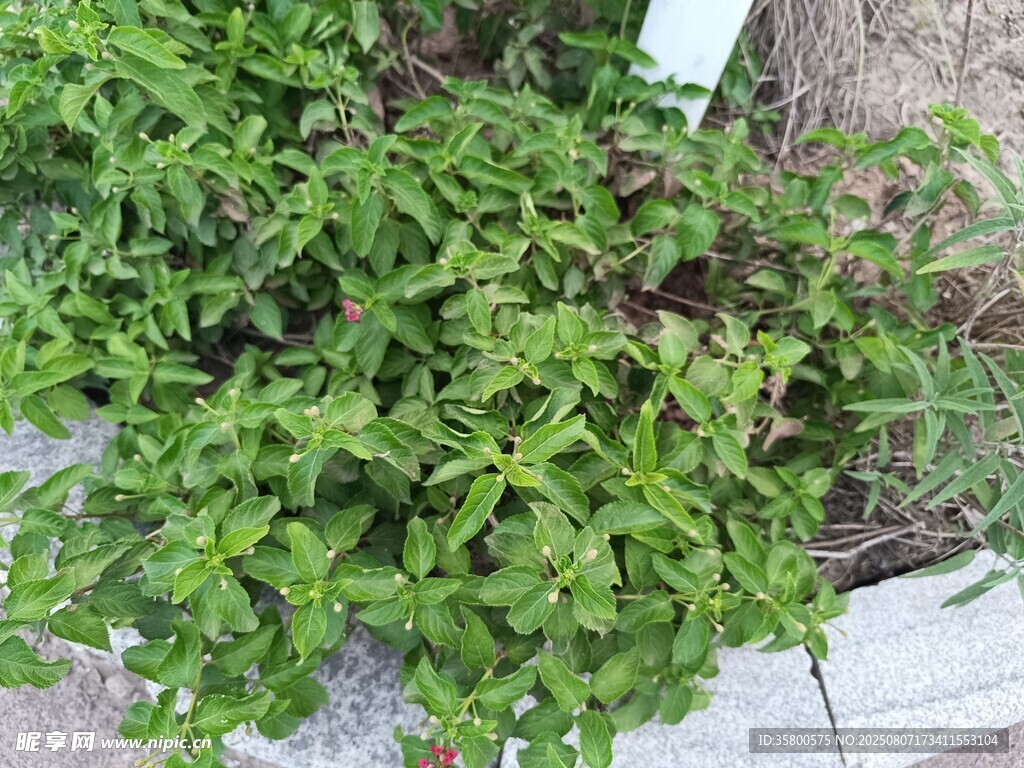 绿叶繁茂的植物景观