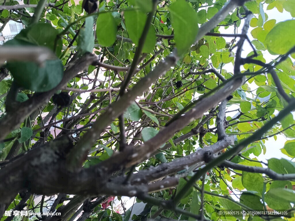 繁茂枝叶间的绿色生机