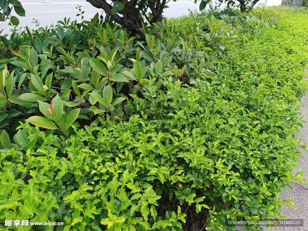 翠绿繁茂的路边绿植景观