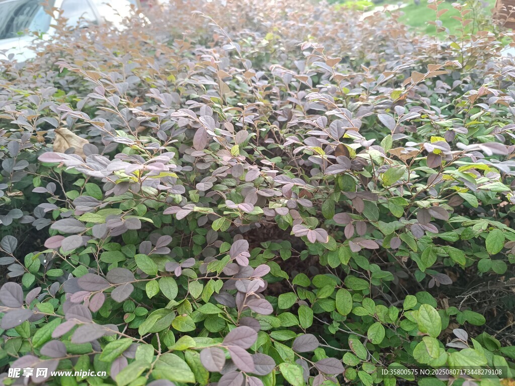 紫叶植物景观